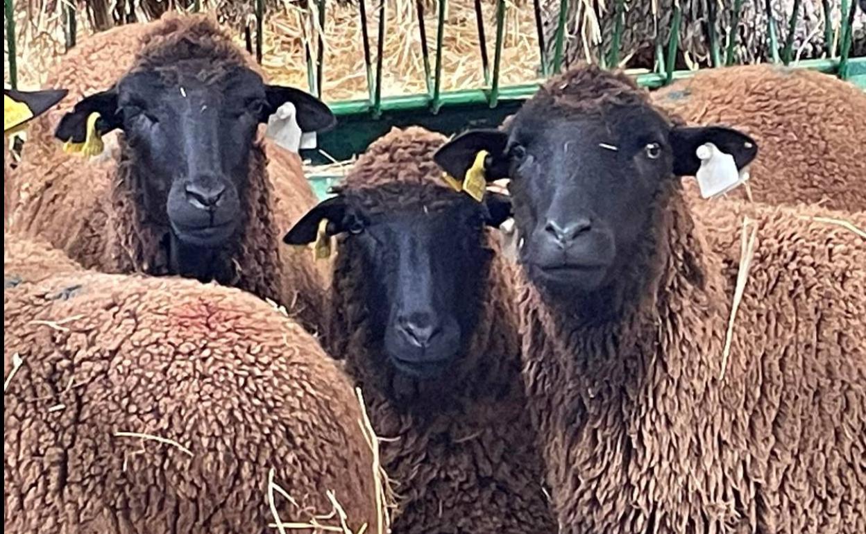 Los ovinos protagonistas en la Feria de Primavera