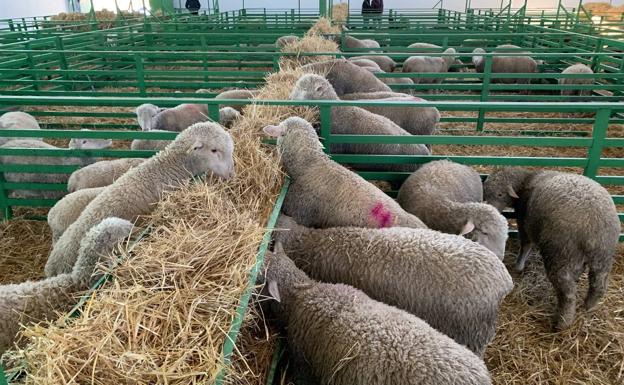 El ganado en su nave 