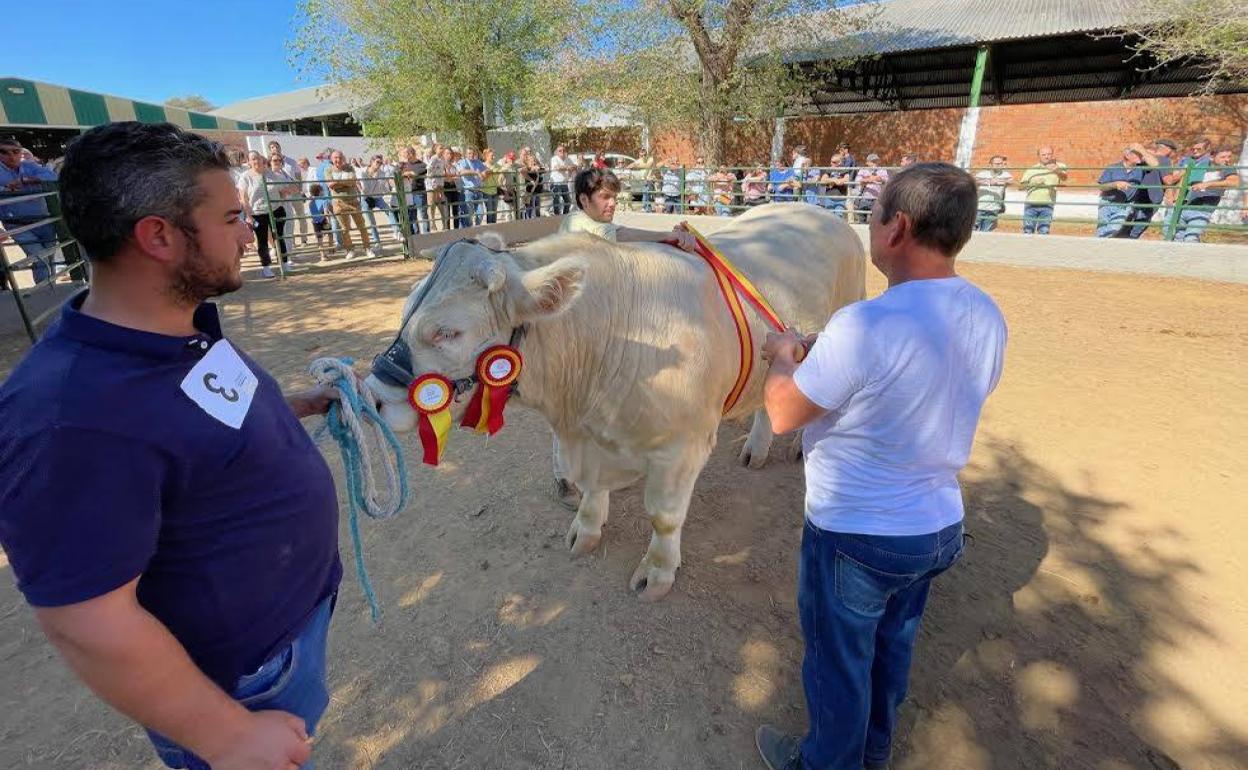 La Asociación Nacional de la raza Charolés subastará ocho ejemplares en la Feria Internacional Ganadera
