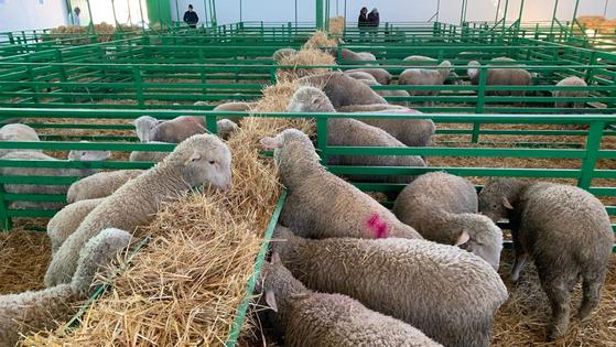 Zafra inaugura este viernes su Feria de Primavera