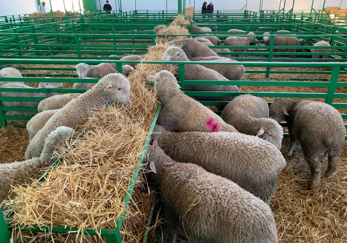 Nave de ovinos en una edición anterior de la feria