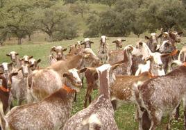 El sector caprino no asiste a esta edición de la feria ganadera