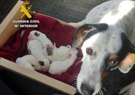 La madre de los cachorros junto a ellos