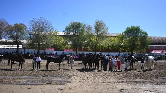 El concurso de Pura Raza Española premia en Zafra los mejores ejemplares de caballos