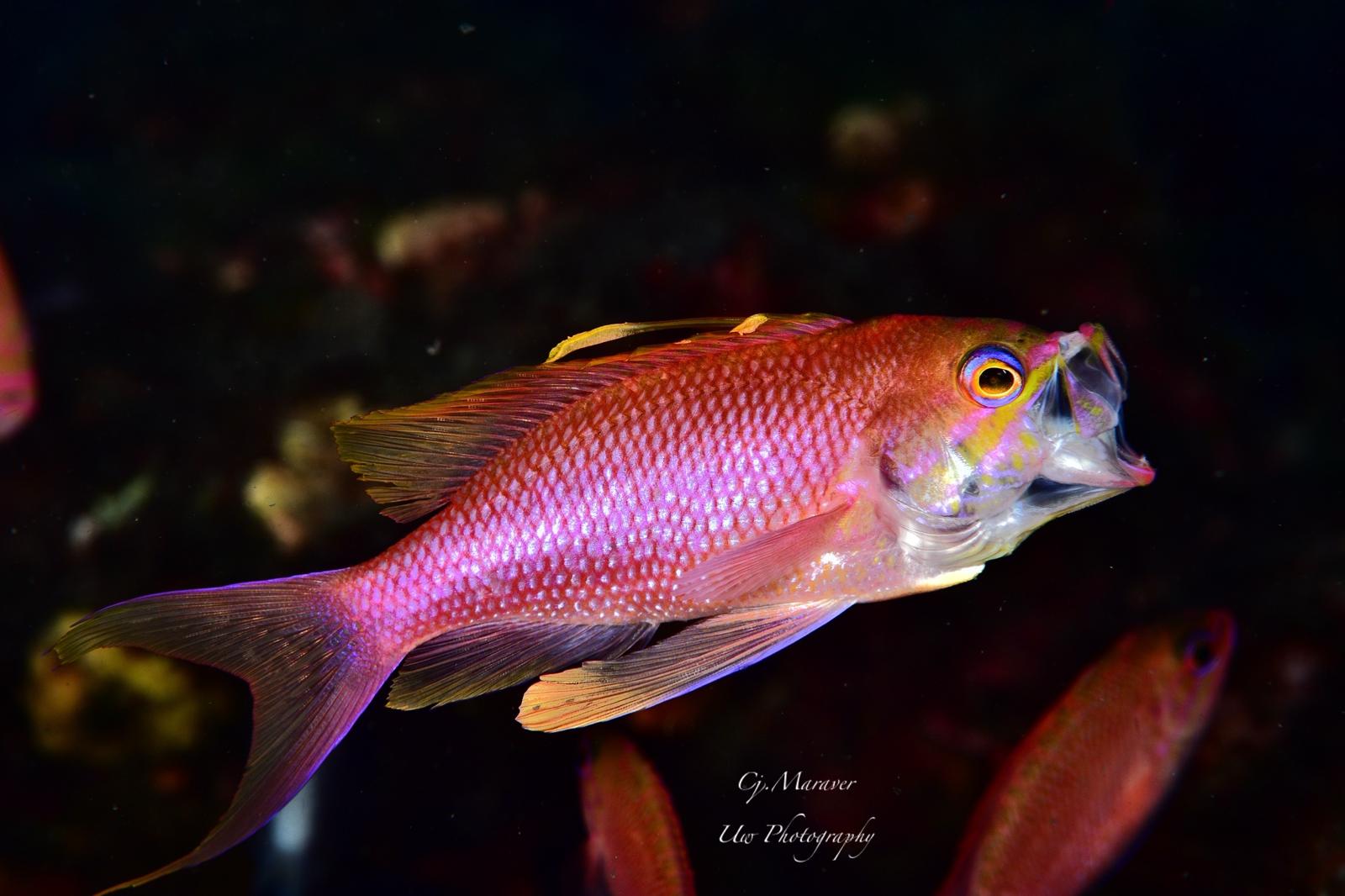 Primer premio en categoría pez