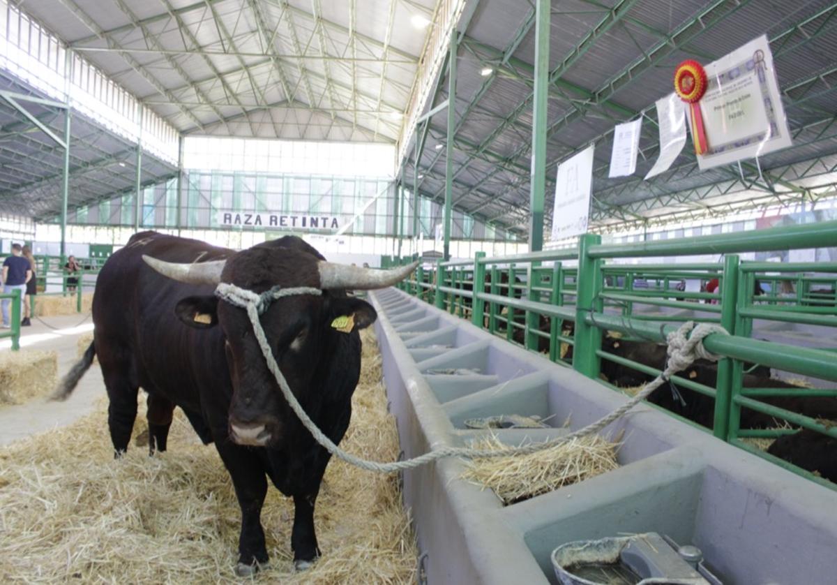 El ganado vacuno recupera la presencia después de 20 años