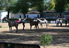 Algunos de los animales durante el concurso