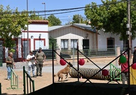 Uno de los perros durante la prueba