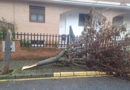 Uno de los árboles caídos en la vía pública