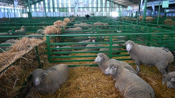 La raza ovina protagonista de la Feria de Primavera