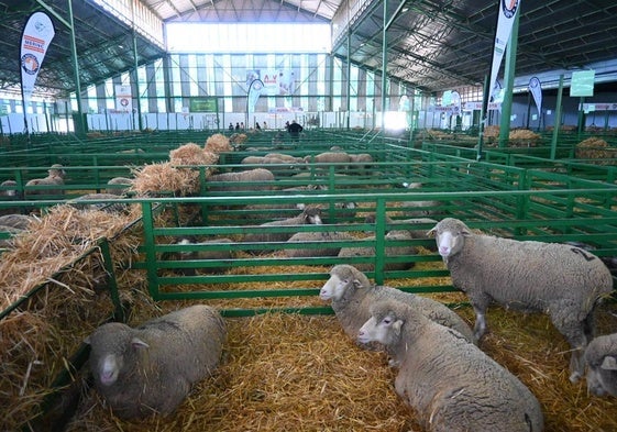 Los ejemplares en su vane de ovinos
