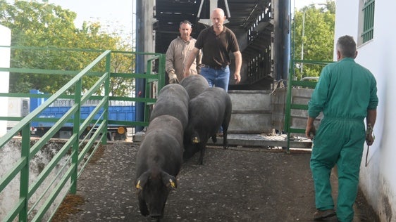 Entrada de algunos ejemplares de porcino ibérico en su nave