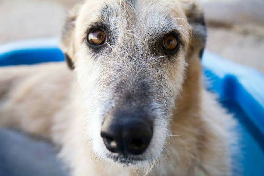 Uno de los perros rescatados por el Refugio de Brown: