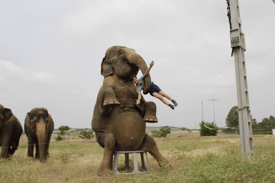 El Ayuntamiento y un circo enfrentados por un espectáculo con animales