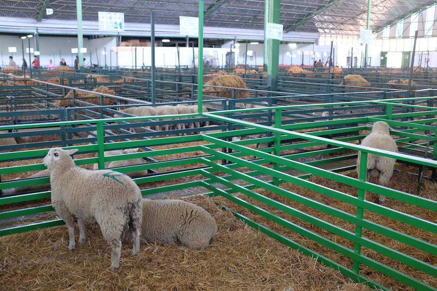 La feria de la Primavera de Zafra contará con 950 cabezas de ganado ovino