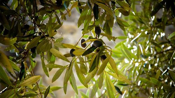 Entrega de olivos del Ayuntamiento de Zalamea