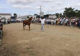 Uno de los animales participantes en el concurso.
