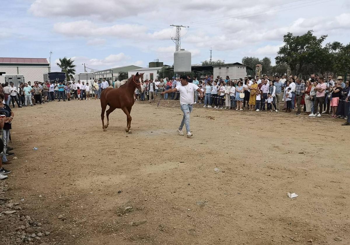 Zalamea ha vuelto a disfrutar de su tradicional Rodeo