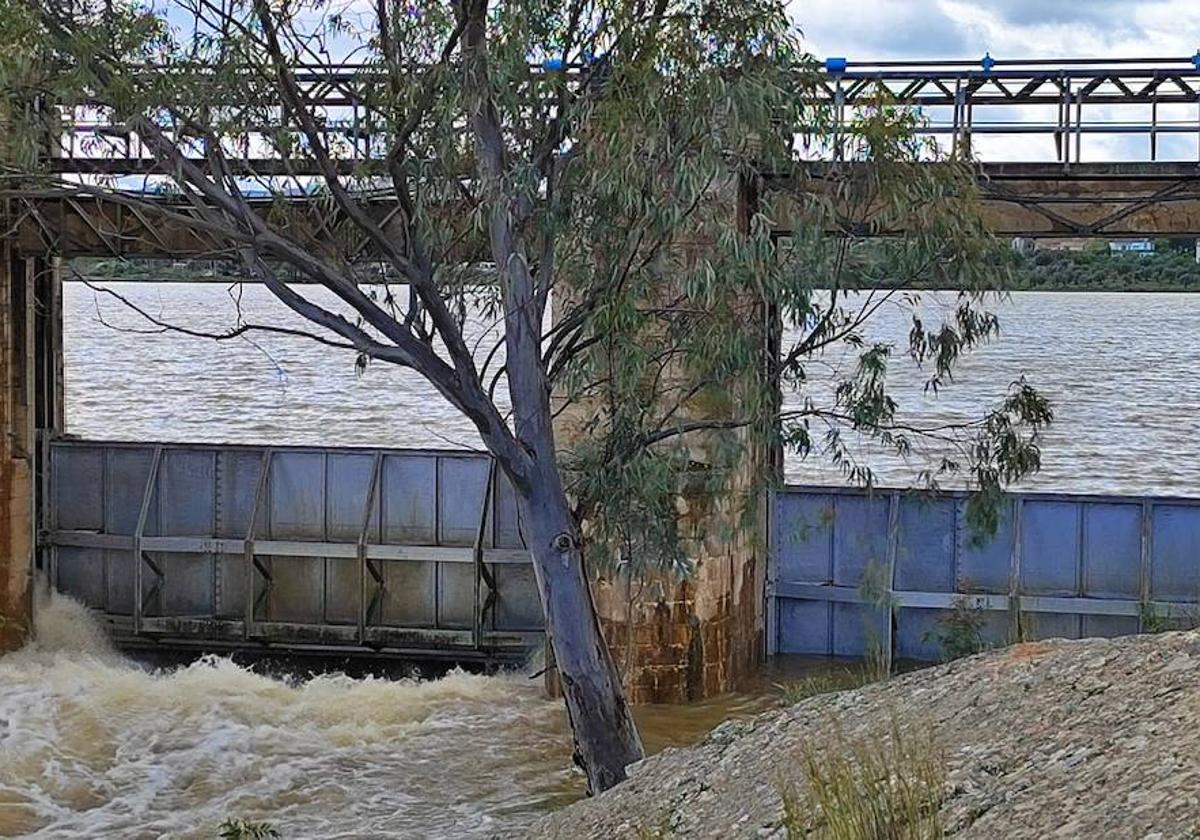 La charca de Zalamea abre sus compuertas