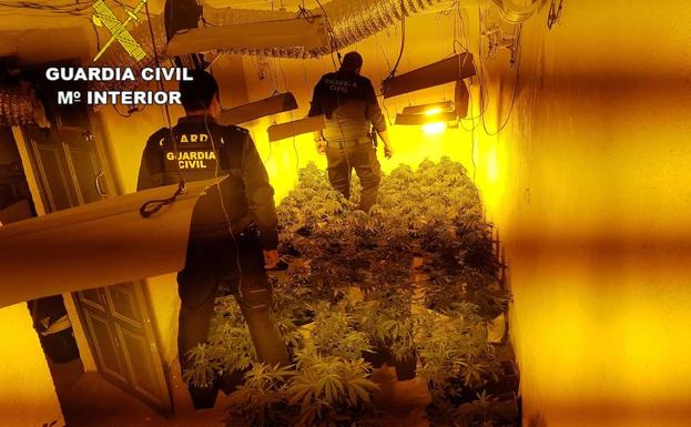Agentes de la Guardia Civil junto a las plantas incautadas.