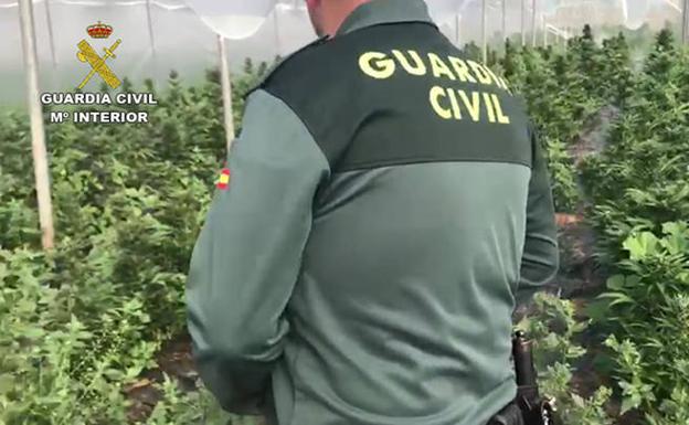 Localizan en Berja un invernadero donde se cultivaban 6.500 plantas de marihuana