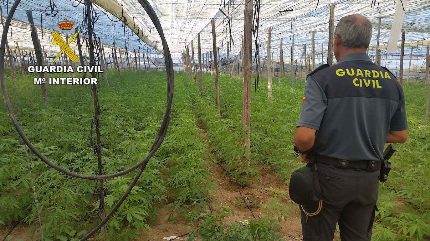 La Guardia Civil encuentra 3.500 plantas en una plantación agrícola de Adra. 