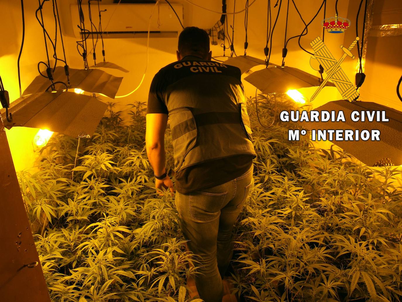 En la vivienda encontraron una plantación indoor de marihuana. 