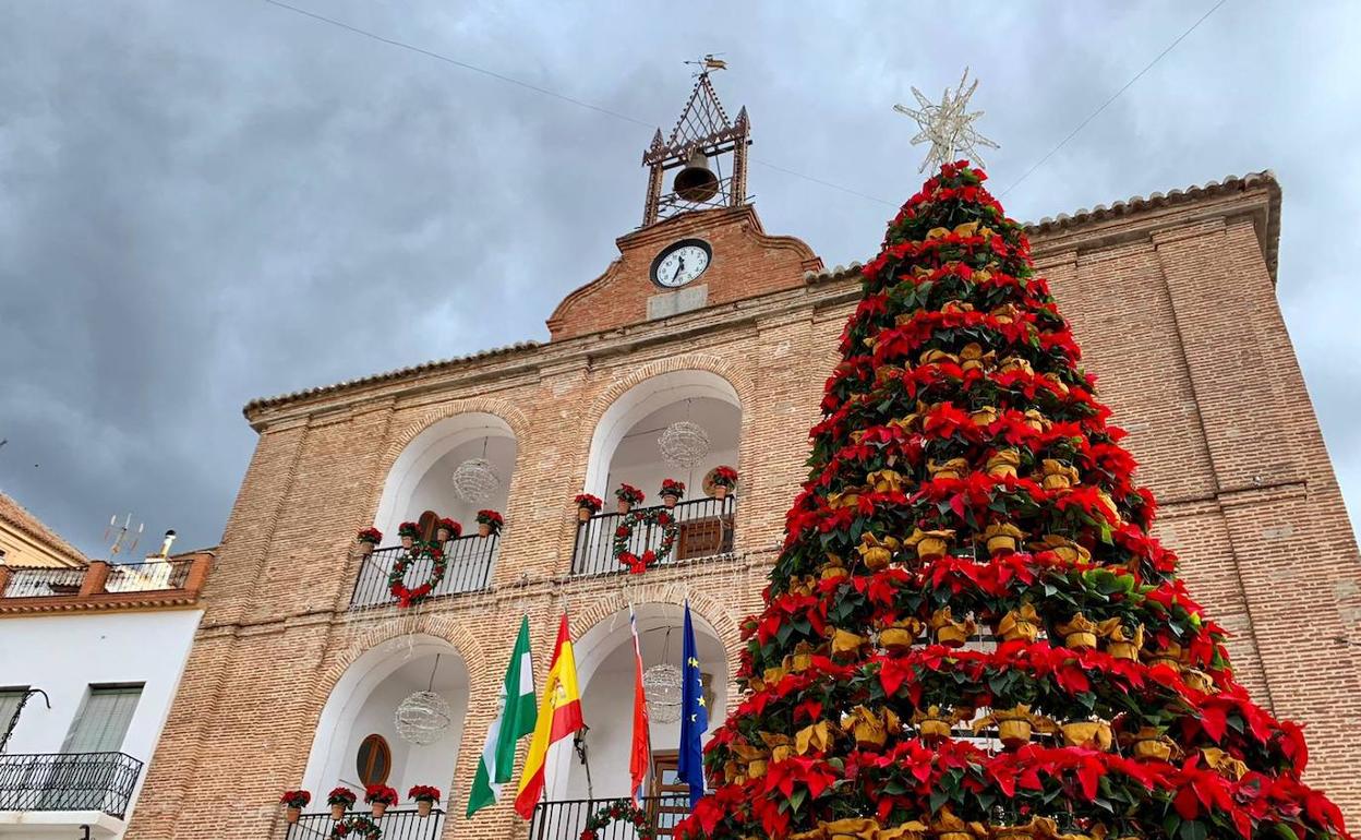 La flor de Pascua, protagonista en la Plaza Mayor de la Alpujarra de Laujar