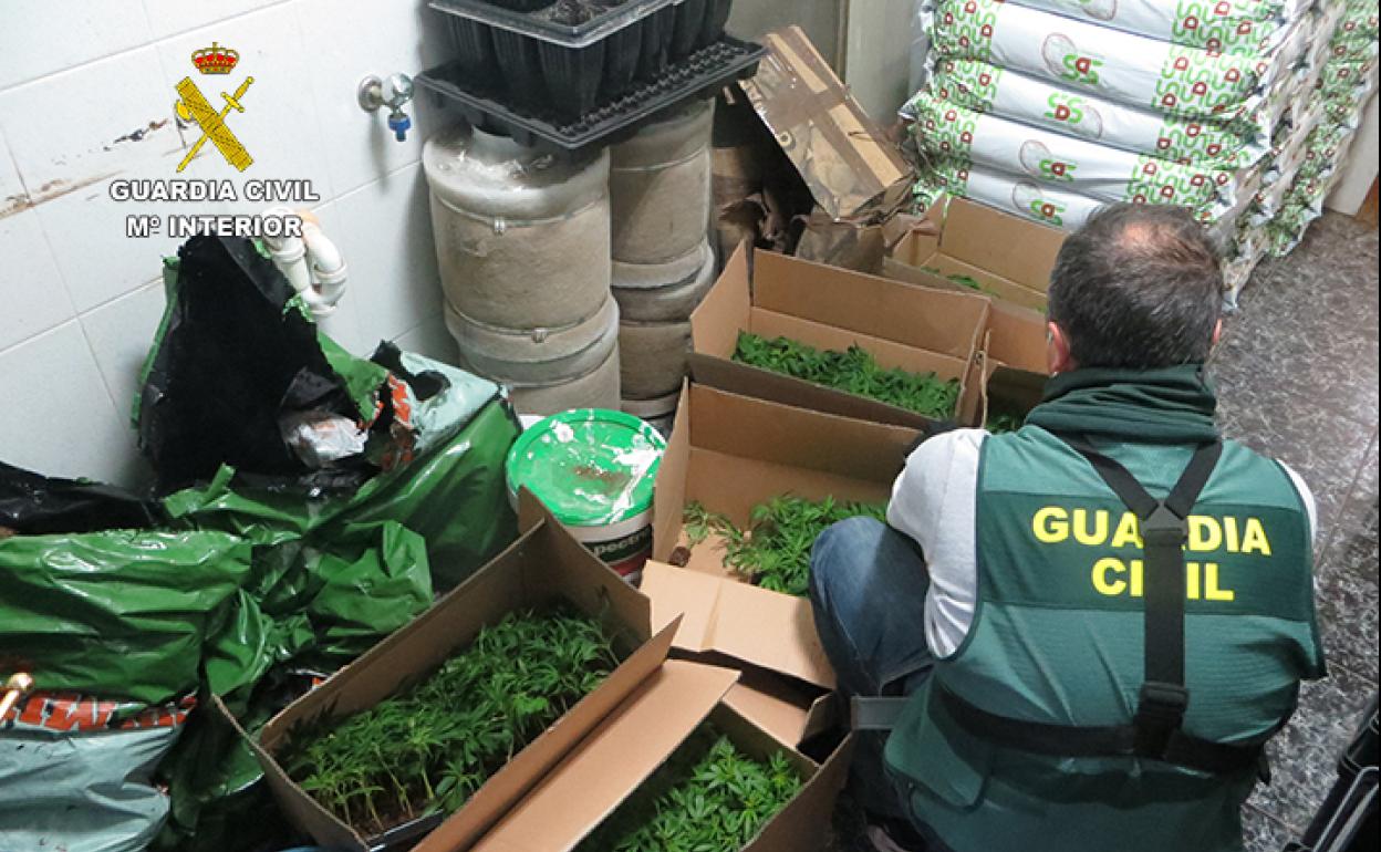 Sucesos en Almería | Detenido en Adra el responsable de un cultivo de marihuana con más de medio millar de plantas
