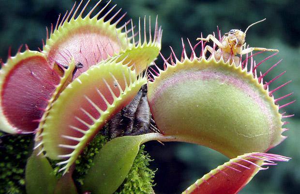 El Casino de Dalías acoge un taller de plantas carnívoras