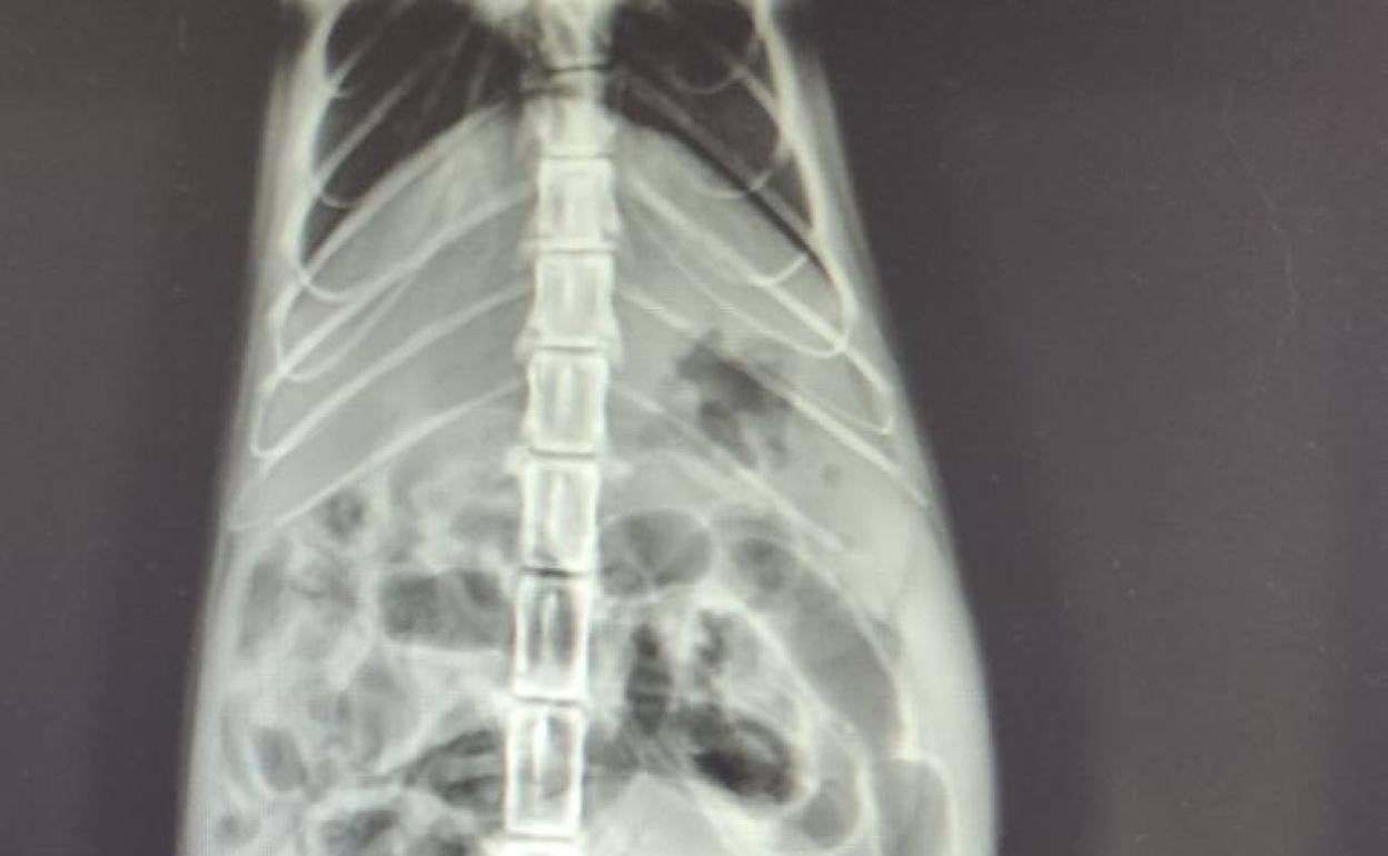 Localizan un gato herido con una bala de perdigones en Dalías