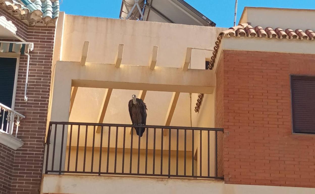 Medio Ambiente se hace cargo del buitre leonado de Adra, herido en un ala