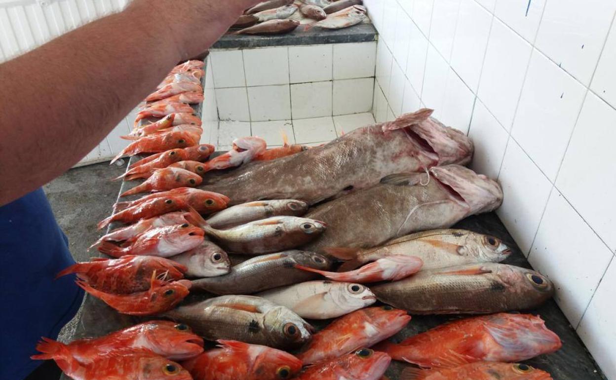 El Club Náutico de Adra organiza unas jornadas sobre pesca deportiva y gastronomía