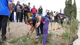 Setenta cipreses florecerán en el campo de fútbol de La Curva
