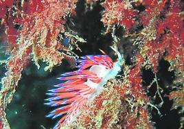 Denuncian un «desastre ecológico» en las playas de El Lance de la Virgen