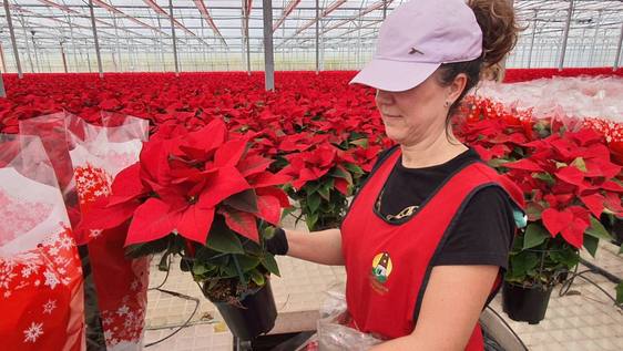La poinsettia, enamorada de la luz de Almería