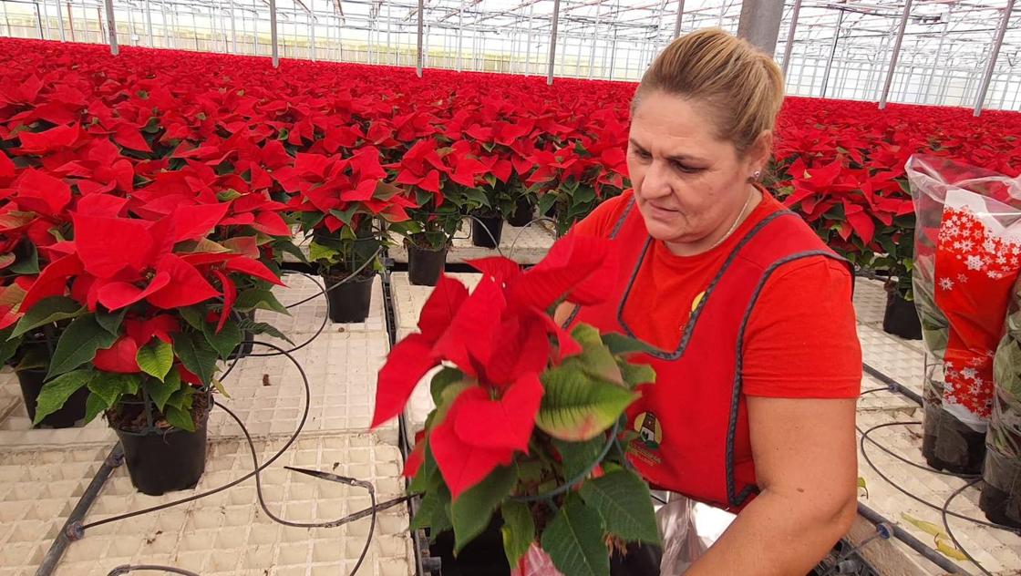 El color de la Navidad está en Almería