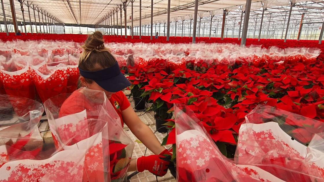 El color de la Navidad está en Almería