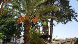 Más dinero para mantener parques y jardines en Adra