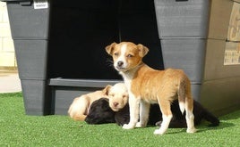 Adra autoriza la instalación de un criadero de perros con un único voto en contra