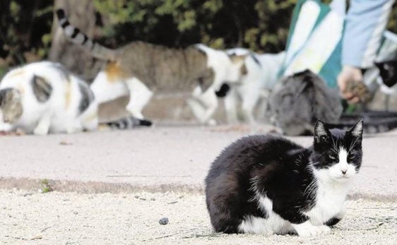 Adra refuerza el control sobre los gatos ferales y renueva el método CER