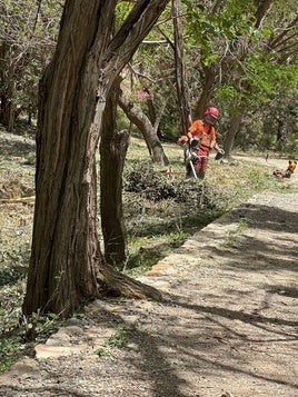Una empresa de trabajos forestales 'saca brillo' al Arroyo de Celín de Dalías