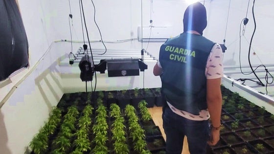 Dos detenidos en Berja tras hallar casi 400 plantas de marihuana en una vivienda