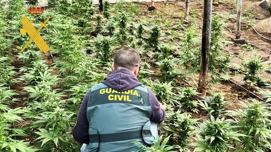 Dos detenidos por ocultar un millar de plantas marihuana en un invernadero de Adra