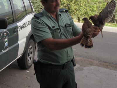 La Guardia Civil de Adra recupera dos ejemplares de cernícalos cuando eran trasladados por una empresa de transporte