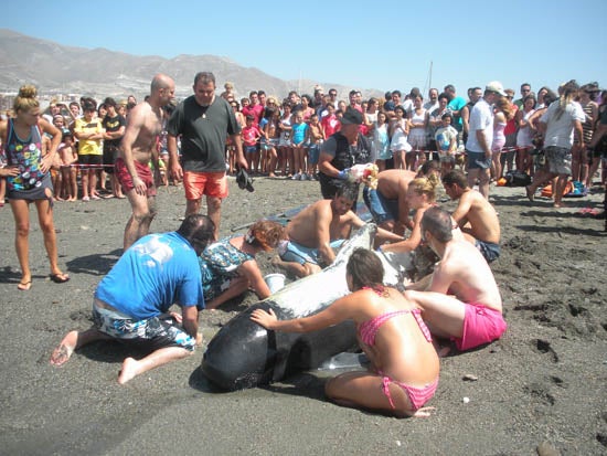 Sacrifican a la pequeña ballena 'Abderita' para evitarle mayor sufrimiento