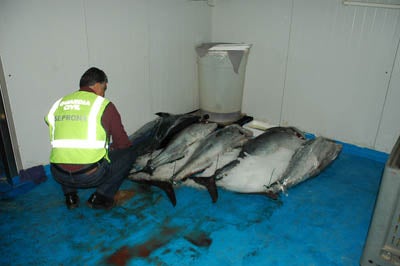 La Guardia Civil interviene 5 atunes rojos pescados ilegalmente