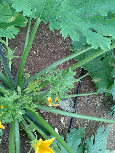 La Junta detecta un nuevo virus en plantaciones de calabacín, en invernaderos de la comarca de Poniente