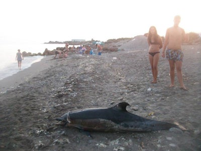 Varios delfines muertos varan en las playas de Adra