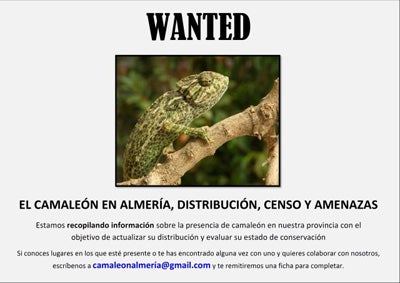 La asociación Serbal busca voluntarios para el censo de camaleones en Adra